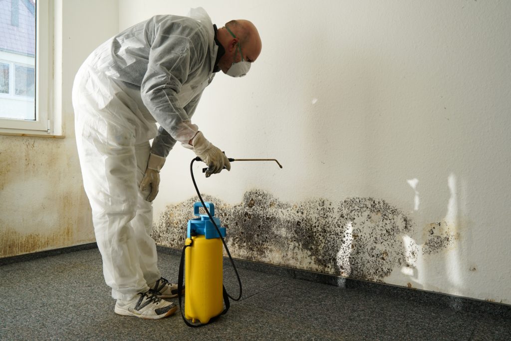 mold removal specialists